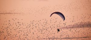 Paraglider