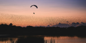 Paraglider