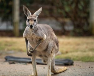 Kangaroo